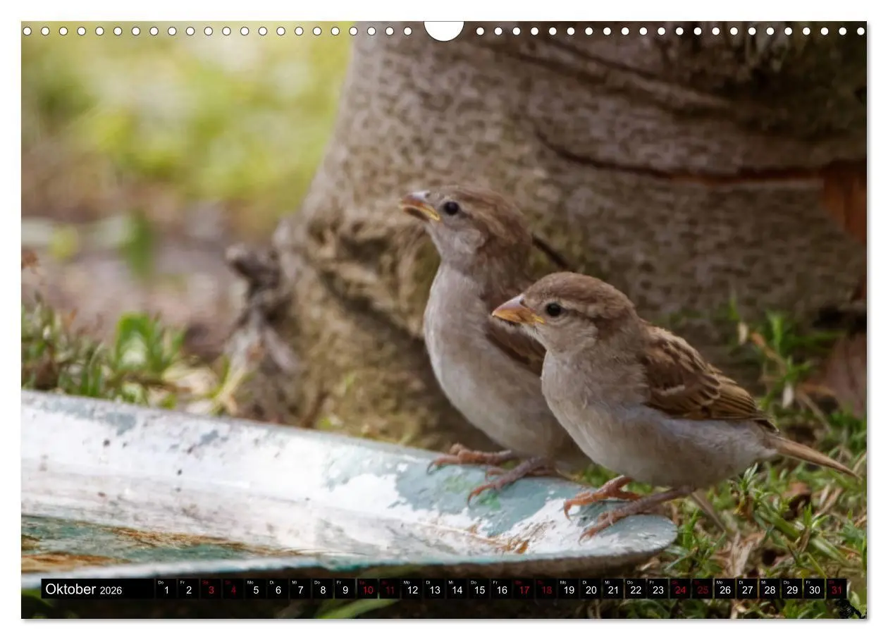 Bild: 9783457621585 | Vogelkinder - Junge Wildvögel (Wandkalender 2026 DIN A3 quer),...