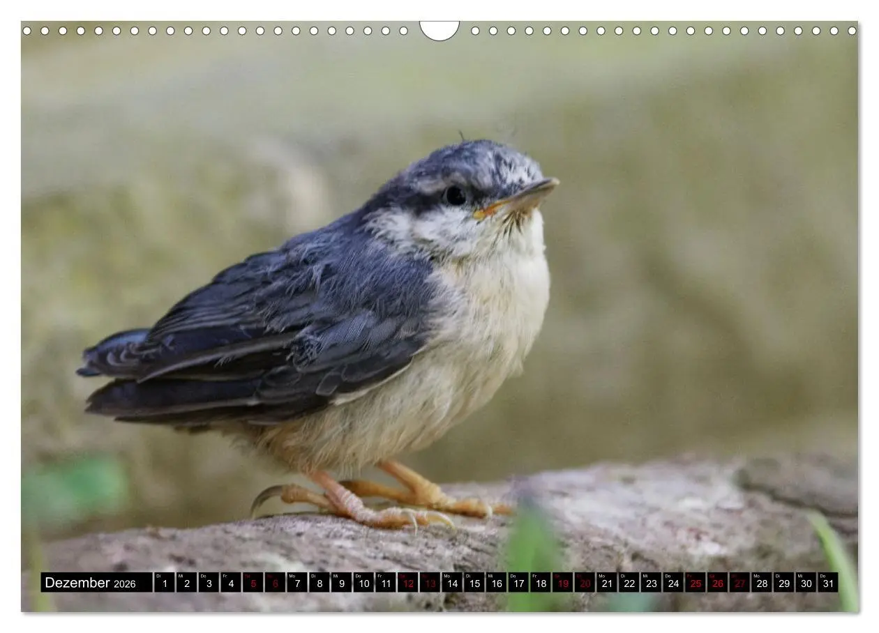 Bild: 9783457621585 | Vogelkinder - Junge Wildvögel (Wandkalender 2026 DIN A3 quer),...