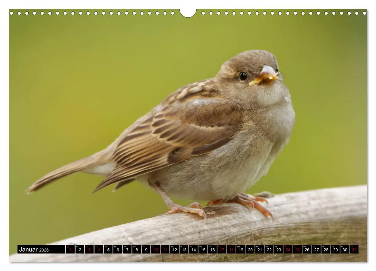Bild: 9783457621585 | Vogelkinder - Junge Wildvögel (Wandkalender 2026 DIN A3 quer),...