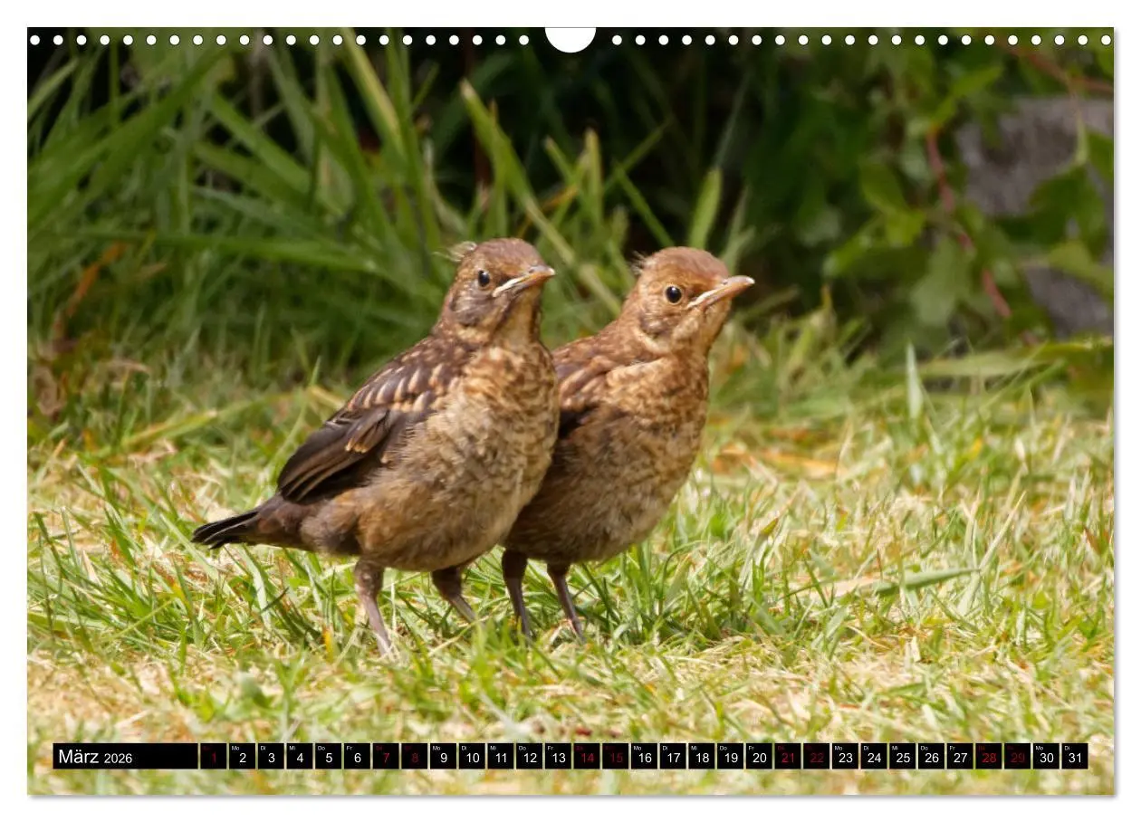 Bild: 9783457621585 | Vogelkinder - Junge Wildvögel (Wandkalender 2026 DIN A3 quer),...