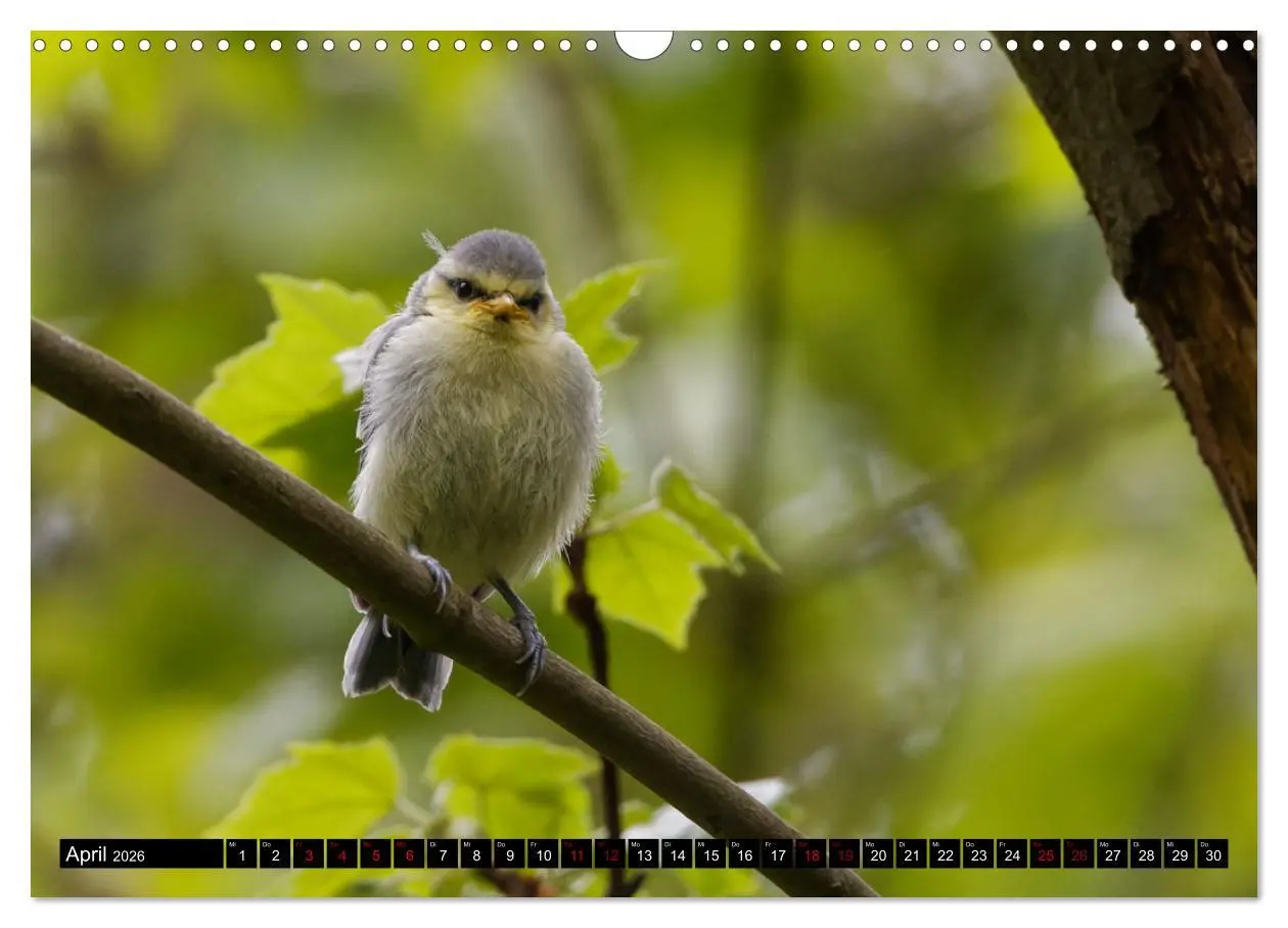 Bild: 9783457621585 | Vogelkinder - Junge Wildvögel (Wandkalender 2026 DIN A3 quer),...