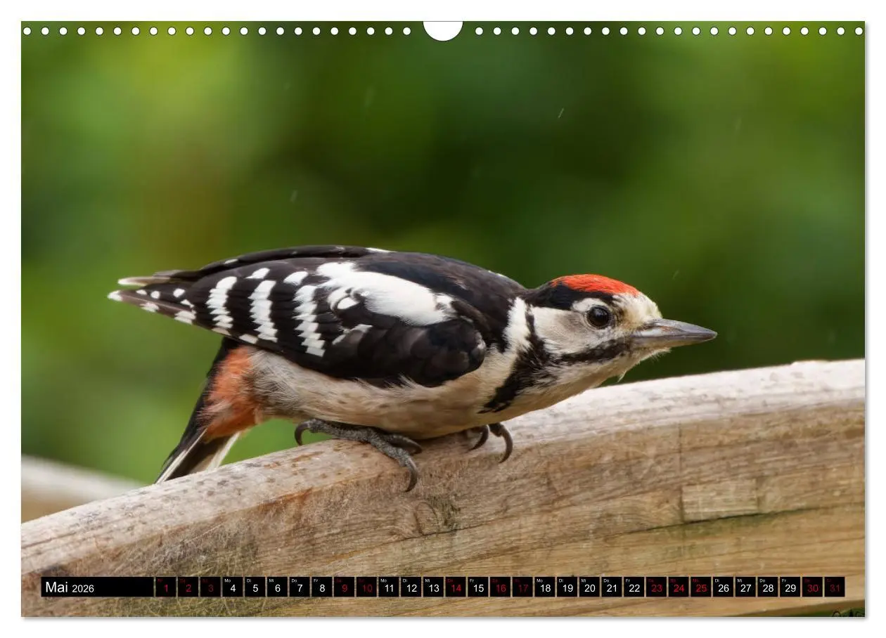 Bild: 9783457621585 | Vogelkinder - Junge Wildvögel (Wandkalender 2026 DIN A3 quer),...