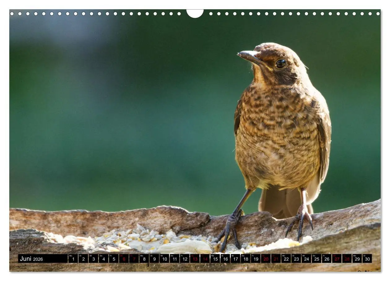 Bild: 9783457621585 | Vogelkinder - Junge Wildvögel (Wandkalender 2026 DIN A3 quer),...