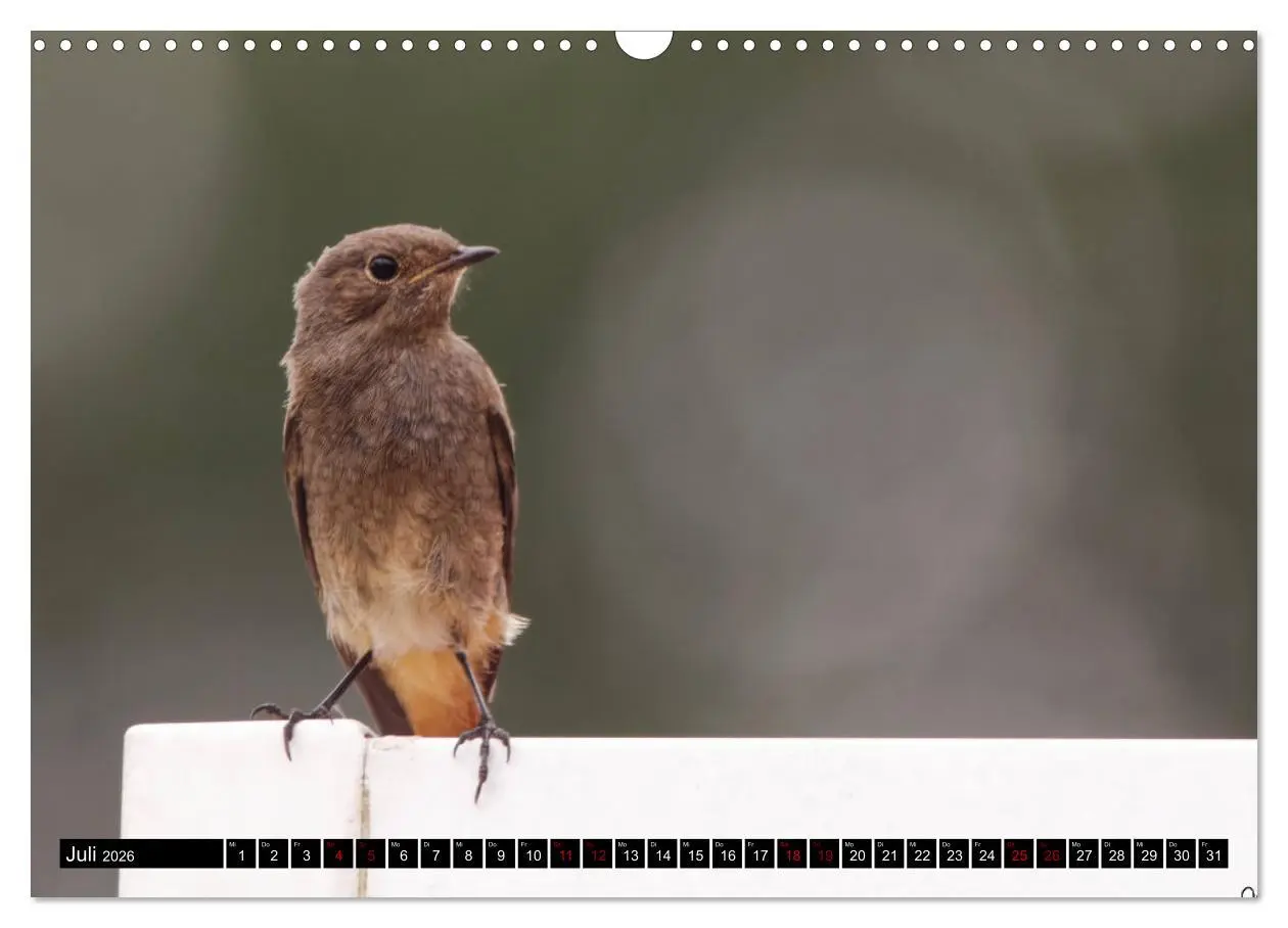 Bild: 9783457621585 | Vogelkinder - Junge Wildvögel (Wandkalender 2026 DIN A3 quer),...