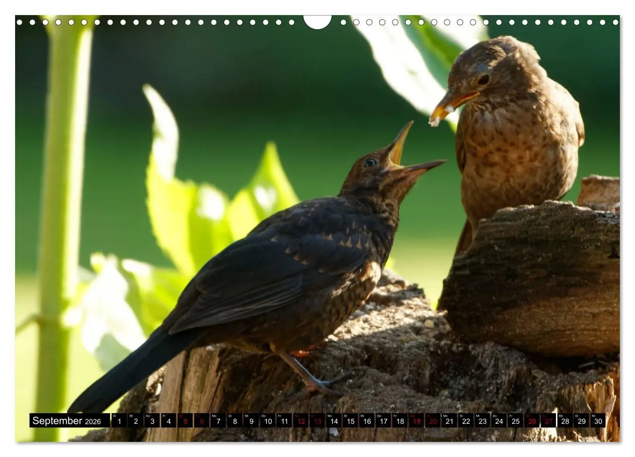 Bild: 9783457621585 | Vogelkinder - Junge Wildvögel (Wandkalender 2026 DIN A3 quer),...