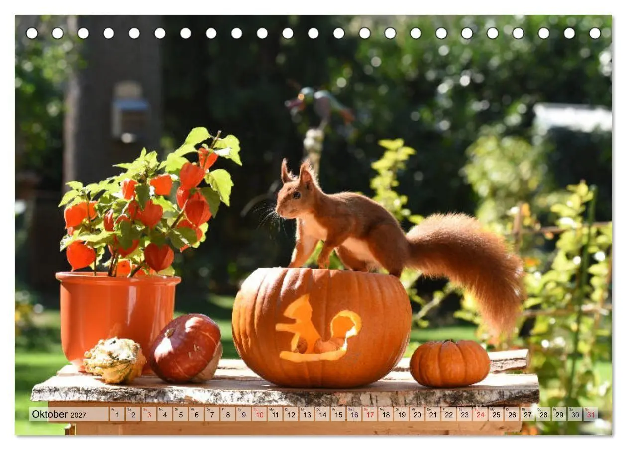 Bild: 9783569971585 | Eichhörnchen-Spaß (Tischkalender 2027 DIN A5 quer), CALVENDO...