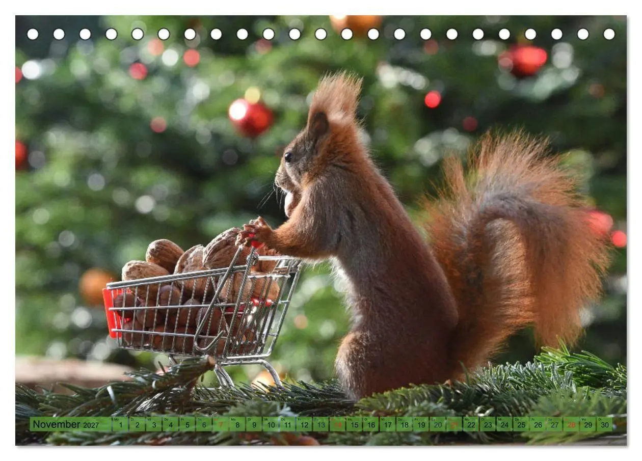 Bild: 9783569971585 | Eichhörnchen-Spaß (Tischkalender 2027 DIN A5 quer), CALVENDO...