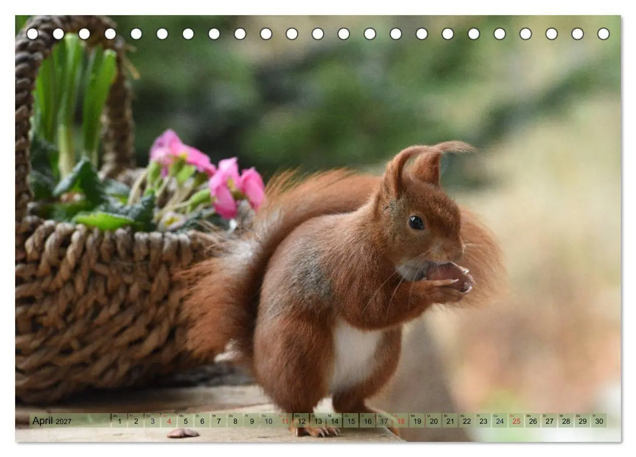 Bild: 9783569971585 | Eichhörnchen-Spaß (Tischkalender 2027 DIN A5 quer), CALVENDO...