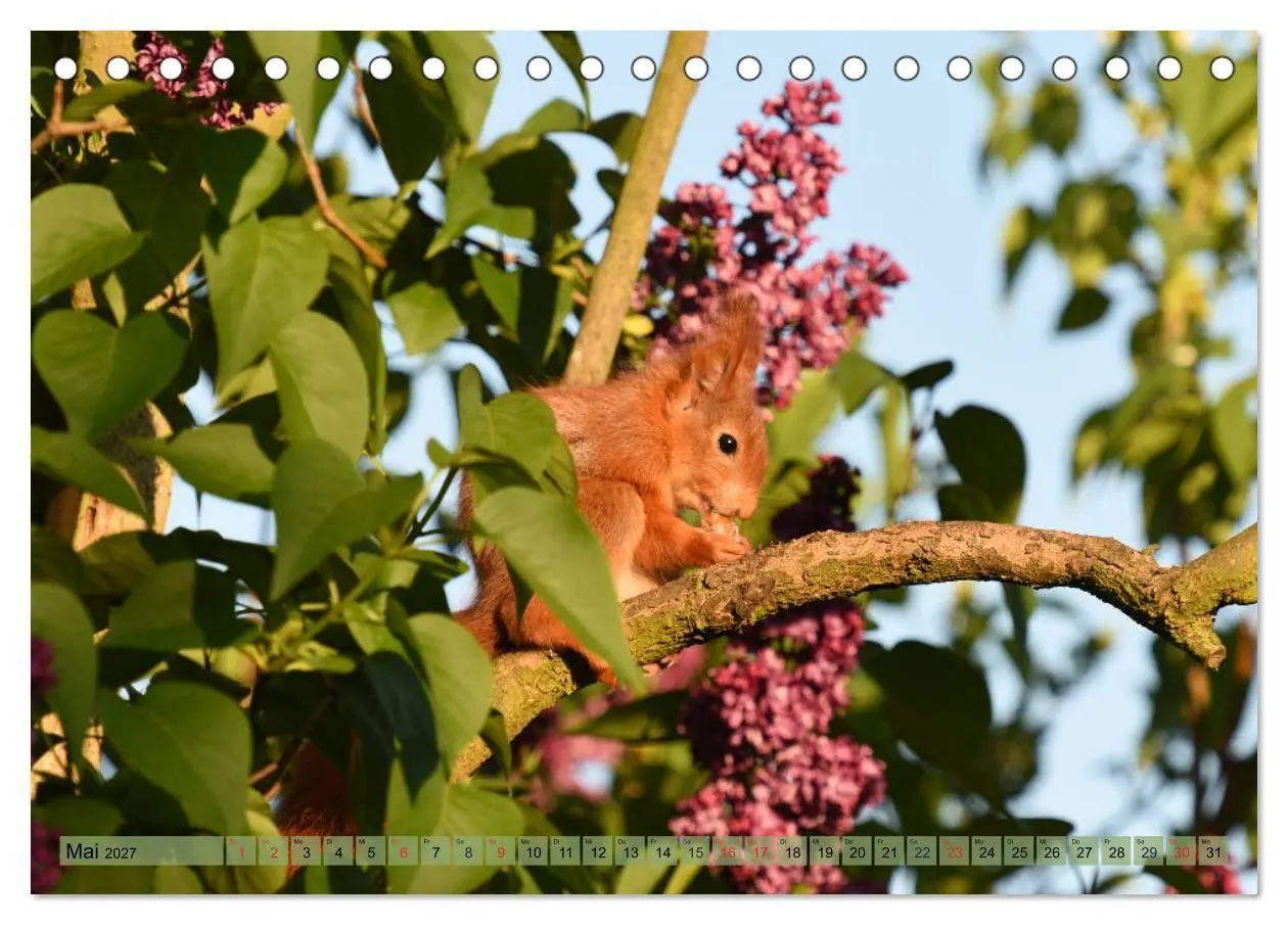Bild: 9783569971585 | Eichhörnchen-Spaß (Tischkalender 2027 DIN A5 quer), CALVENDO...