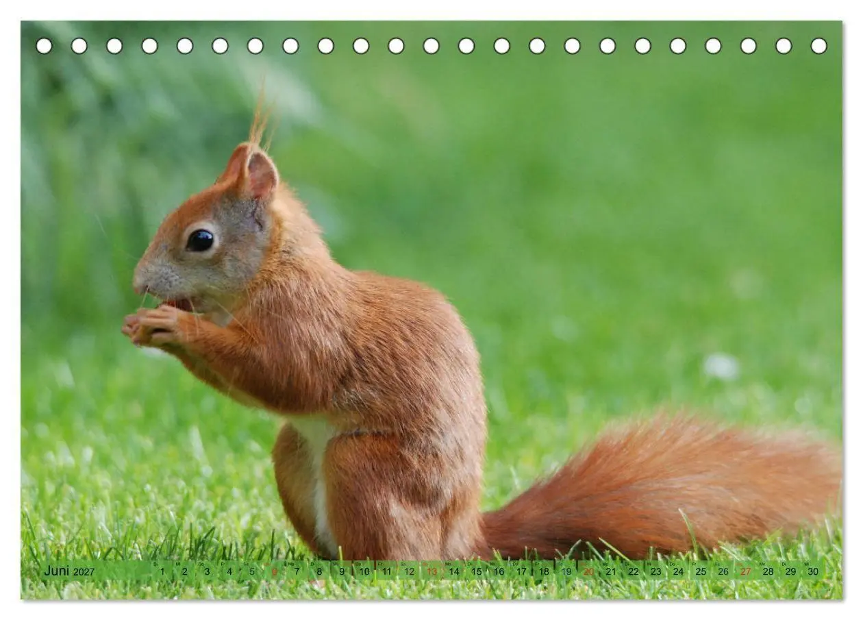 Bild: 9783569971585 | Eichhörnchen-Spaß (Tischkalender 2027 DIN A5 quer), CALVENDO...