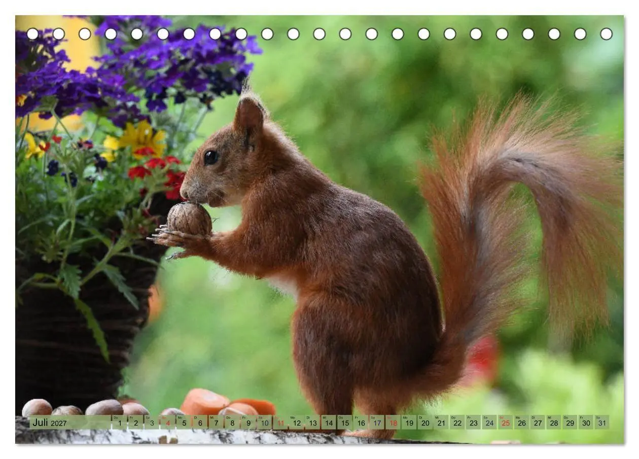 Bild: 9783569971585 | Eichhörnchen-Spaß (Tischkalender 2027 DIN A5 quer), CALVENDO...