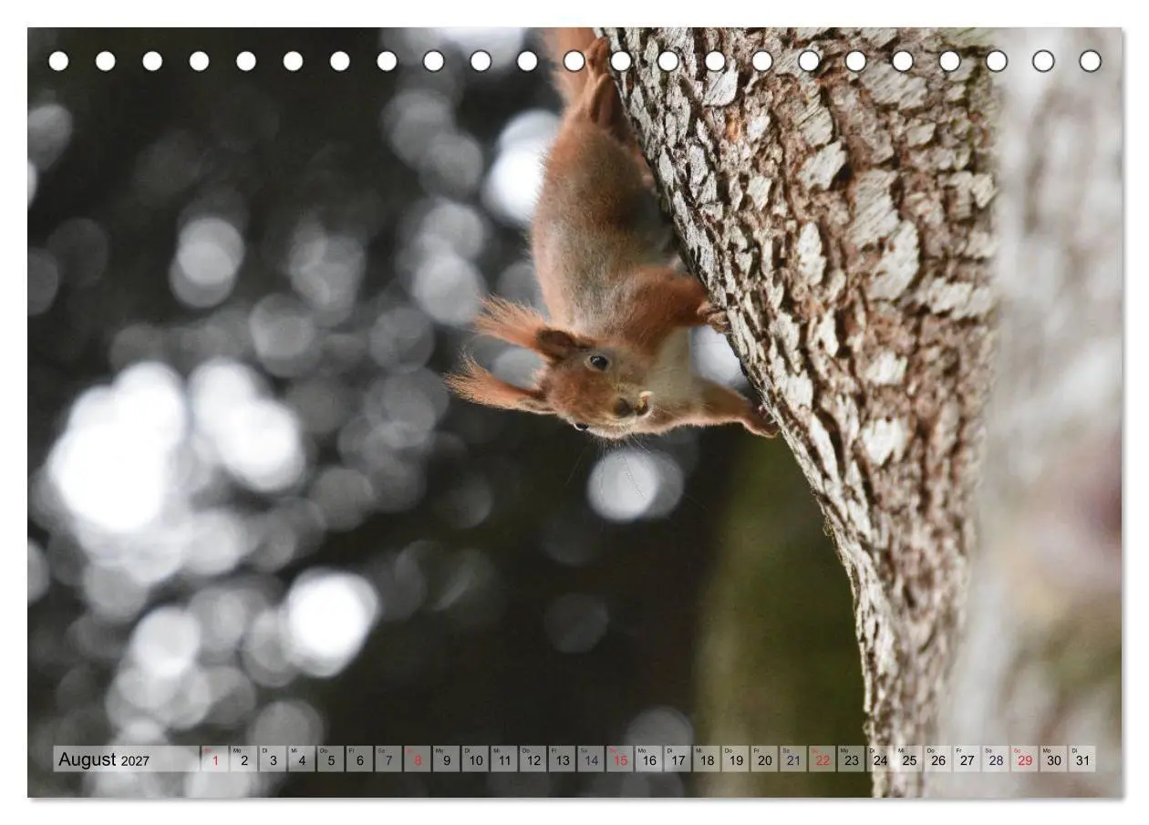 Bild: 9783569971585 | Eichhörnchen-Spaß (Tischkalender 2027 DIN A5 quer), CALVENDO...