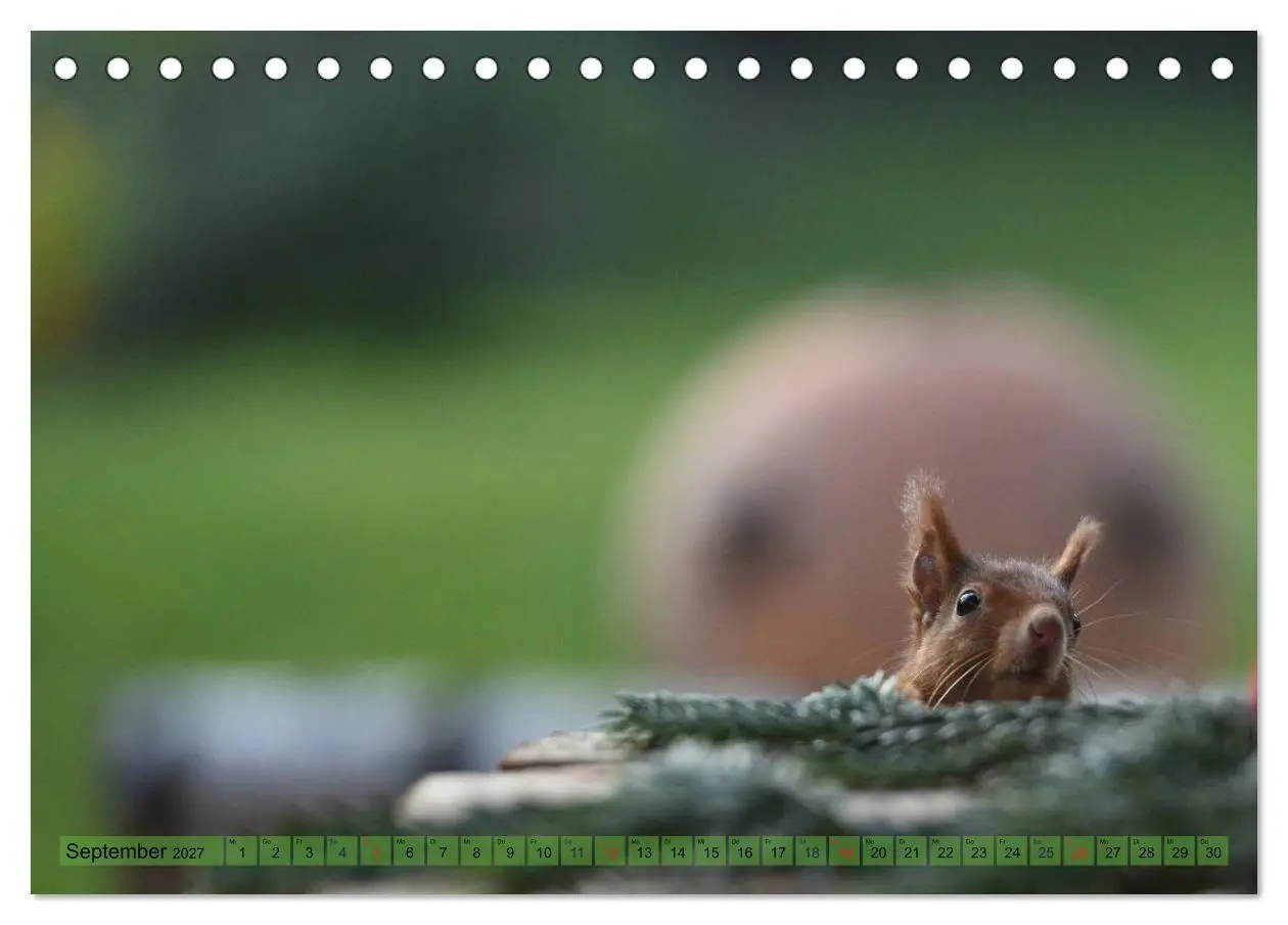 Bild: 9783569971585 | Eichhörnchen-Spaß (Tischkalender 2027 DIN A5 quer), CALVENDO...