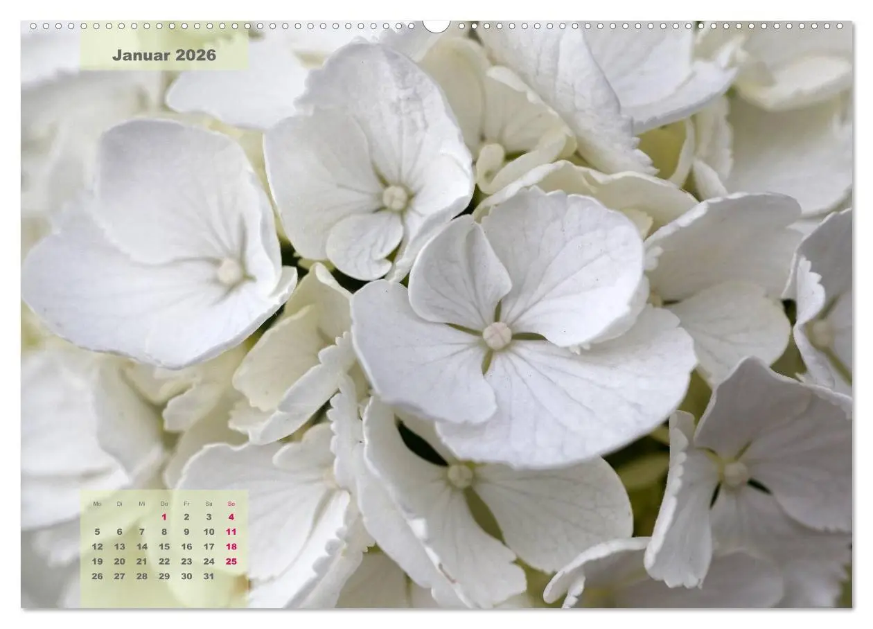 Bild: 9783516091885 | Himmlische Hortensien (hochwertiger Premium Wandkalender 2026 DIN...