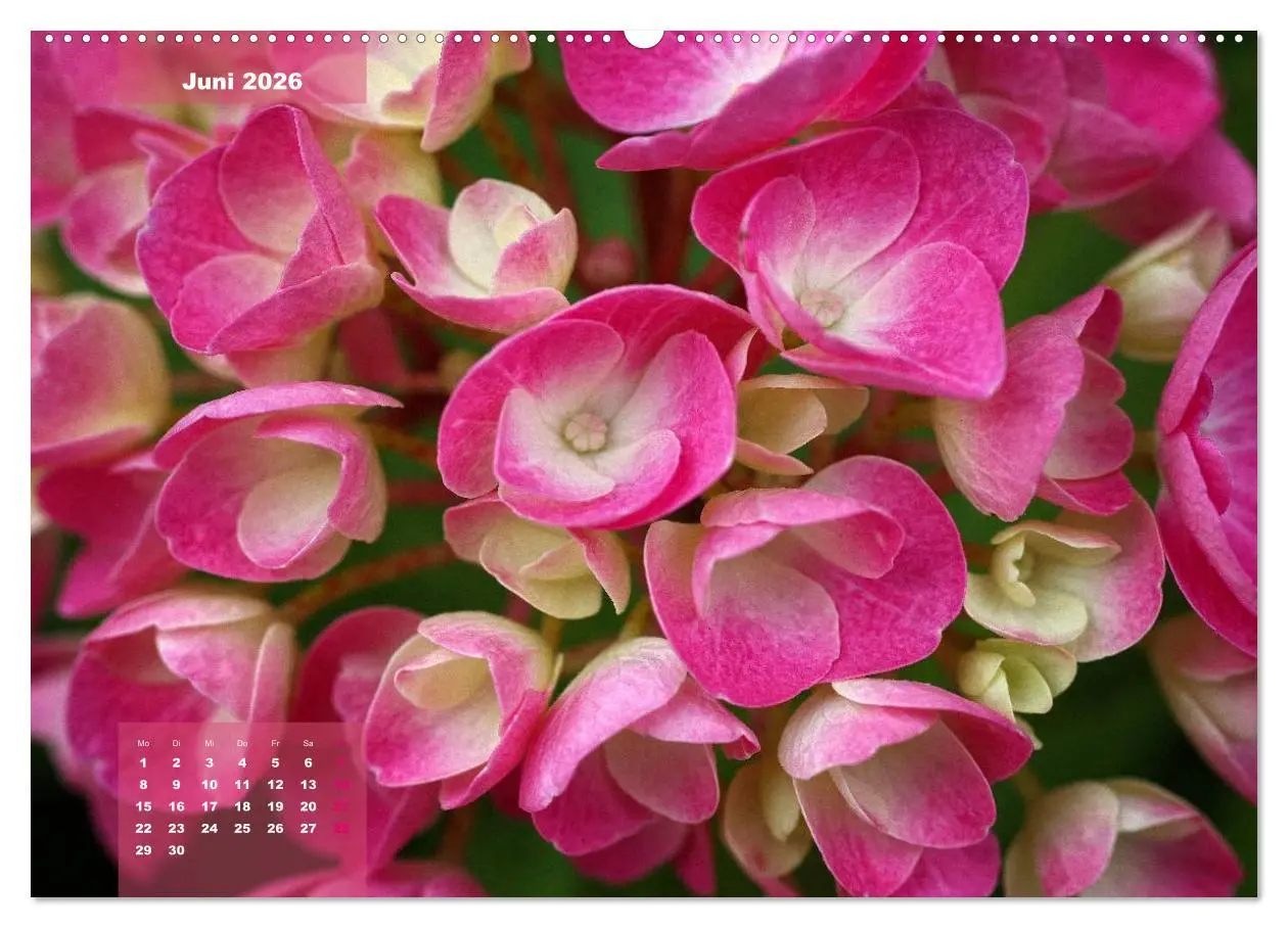 Bild: 9783516091885 | Himmlische Hortensien (hochwertiger Premium Wandkalender 2026 DIN...