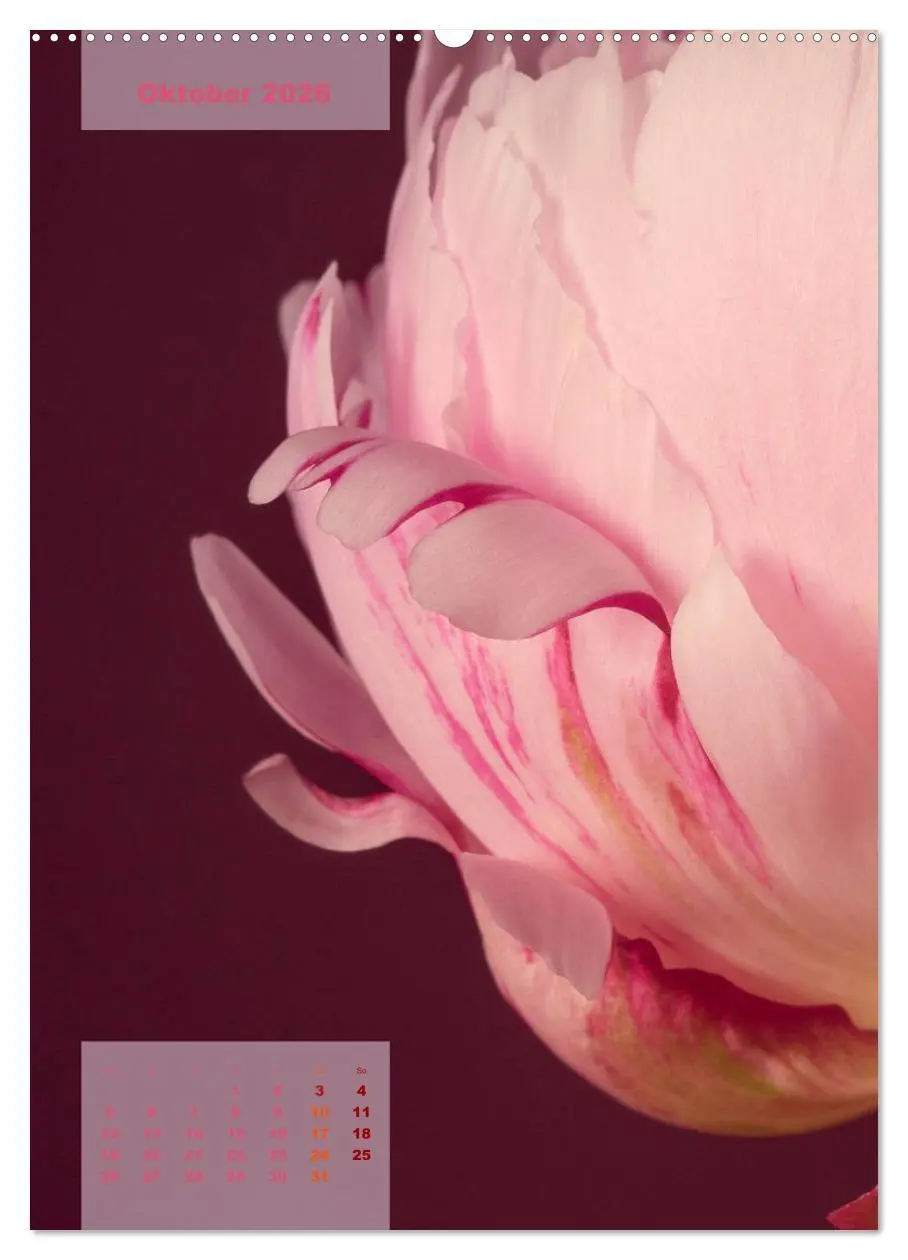 Bild: 9783516422085 | Die Königin der Rosen (Wandkalender 2026 DIN A2 hoch), CALVENDO...