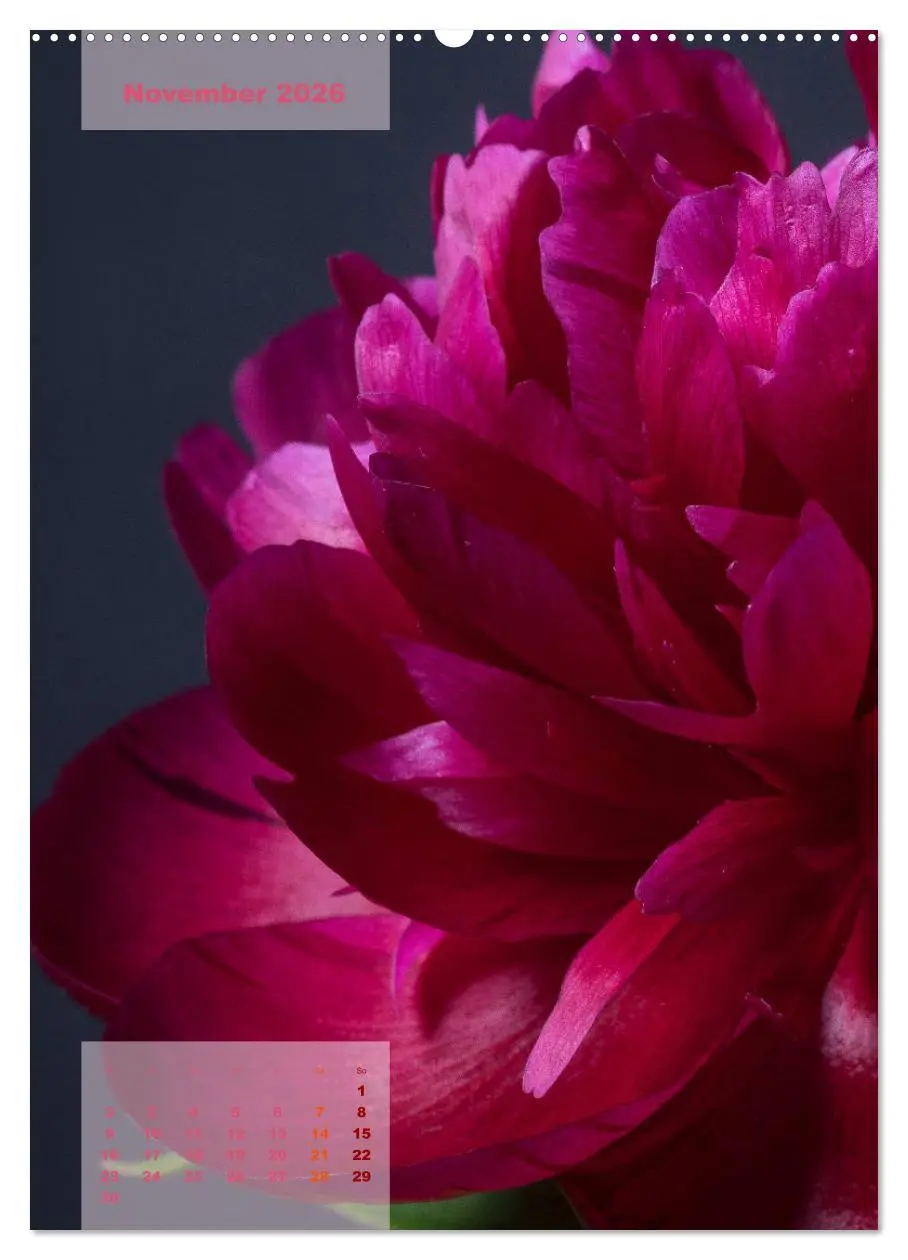 Bild: 9783516422085 | Die Königin der Rosen (Wandkalender 2026 DIN A2 hoch), CALVENDO...