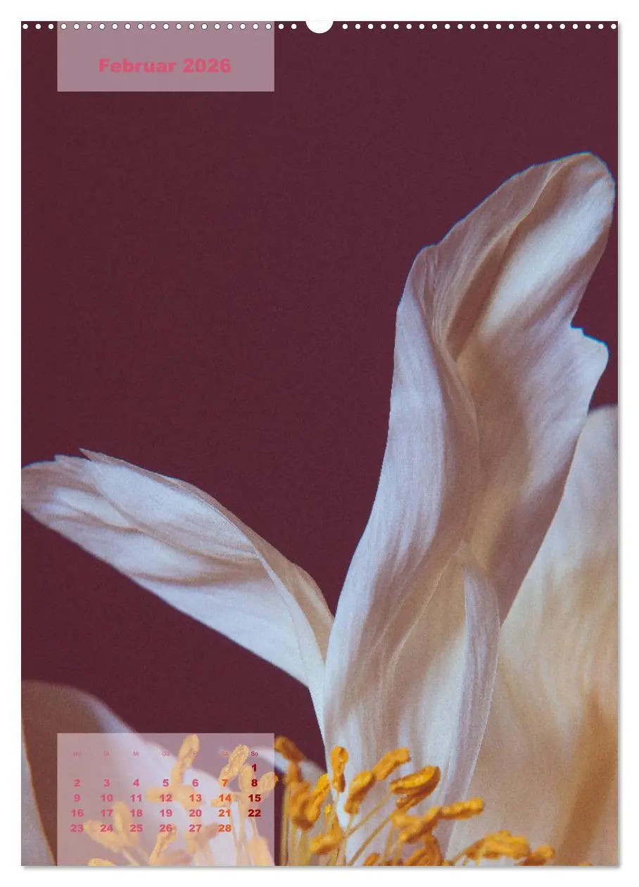 Bild: 9783516422085 | Die Königin der Rosen (Wandkalender 2026 DIN A2 hoch), CALVENDO...