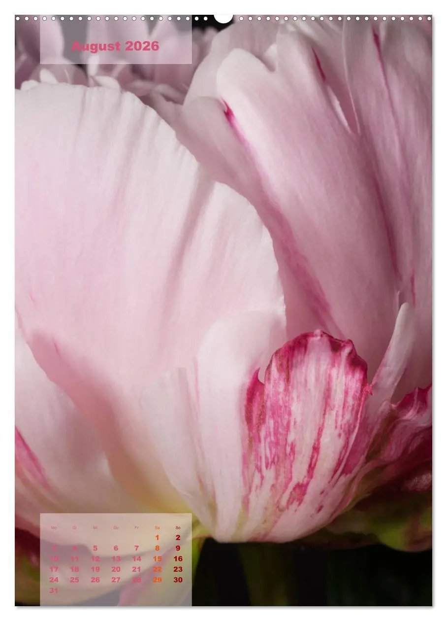 Bild: 9783516422085 | Die Königin der Rosen (Wandkalender 2026 DIN A2 hoch), CALVENDO...