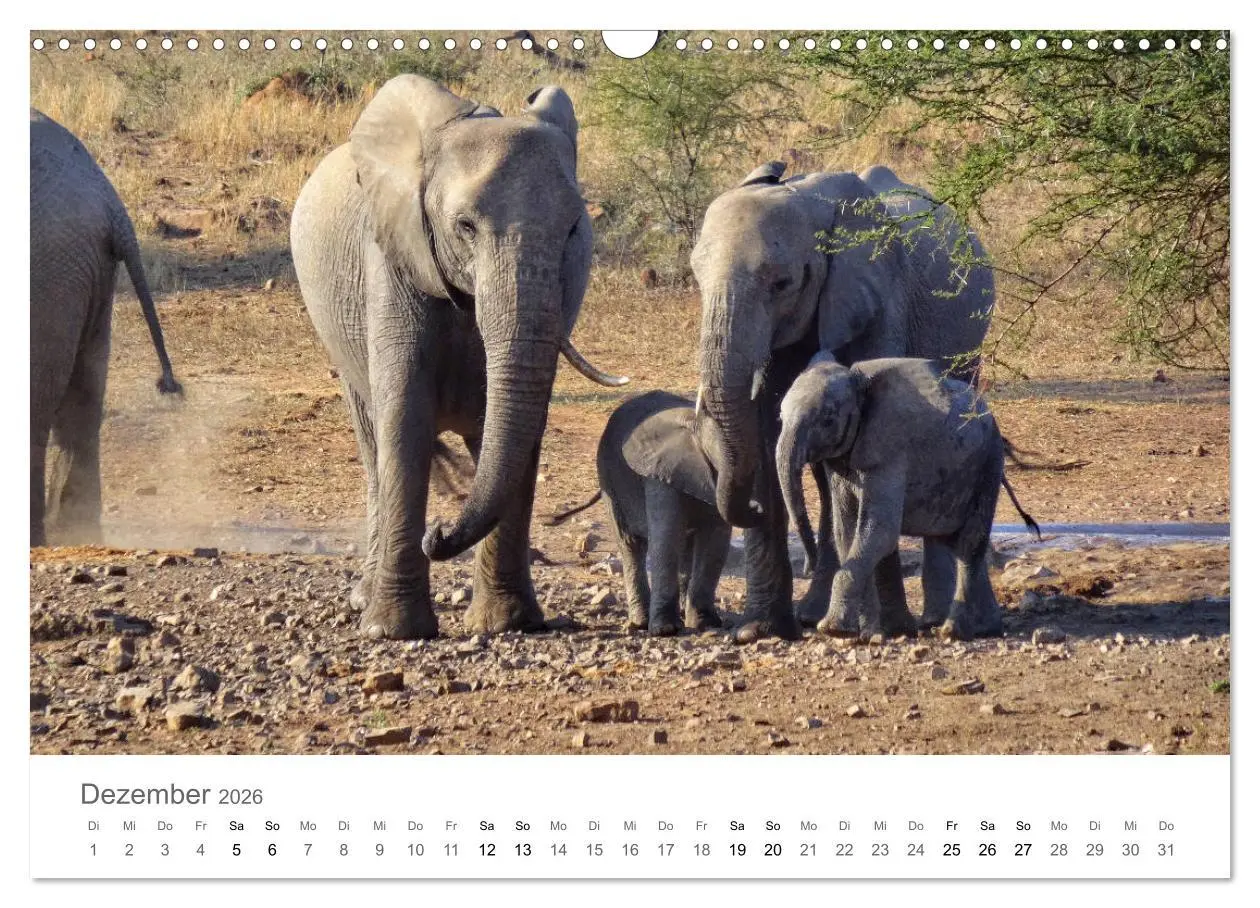 Bild: 9783457922385 | Afrika - Tiere im Krüger Nationalpark (Wandkalender 2026 DIN A3...