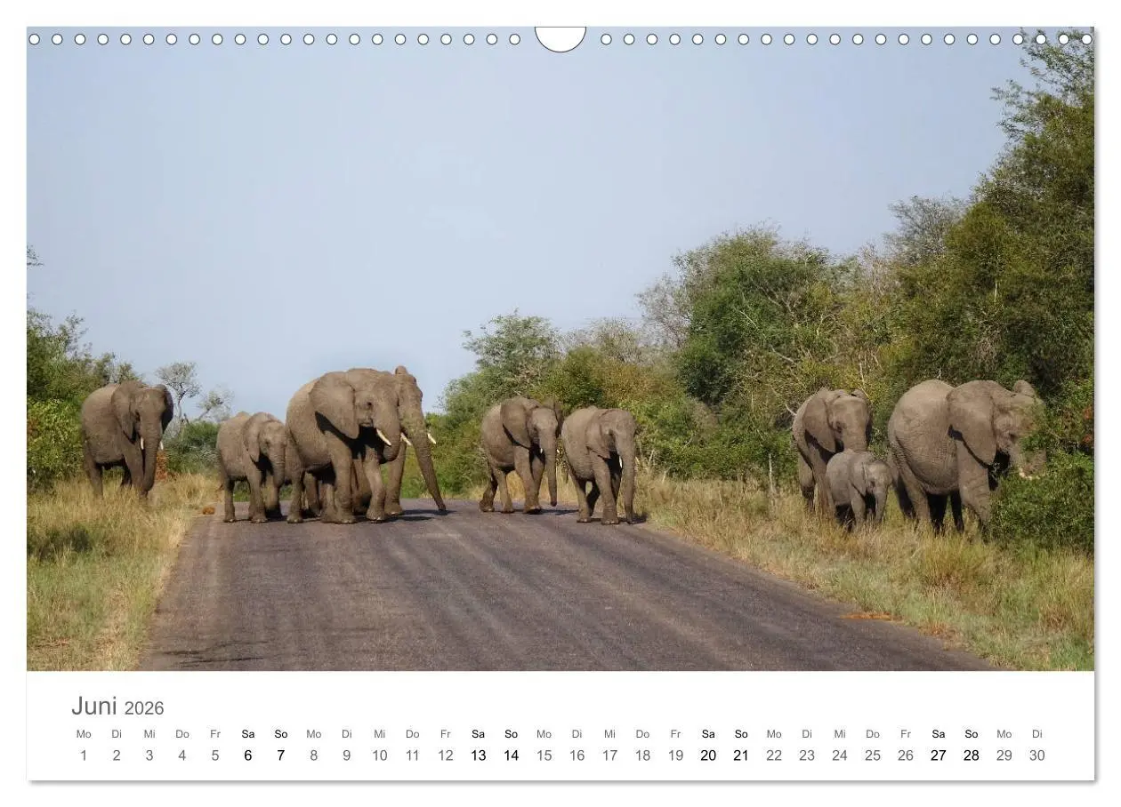 Bild: 9783457922385 | Afrika - Tiere im Krüger Nationalpark (Wandkalender 2026 DIN A3...
