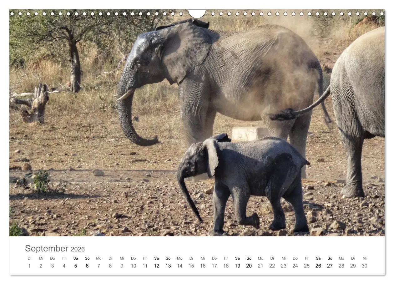 Bild: 9783457922385 | Afrika - Tiere im Krüger Nationalpark (Wandkalender 2026 DIN A3...