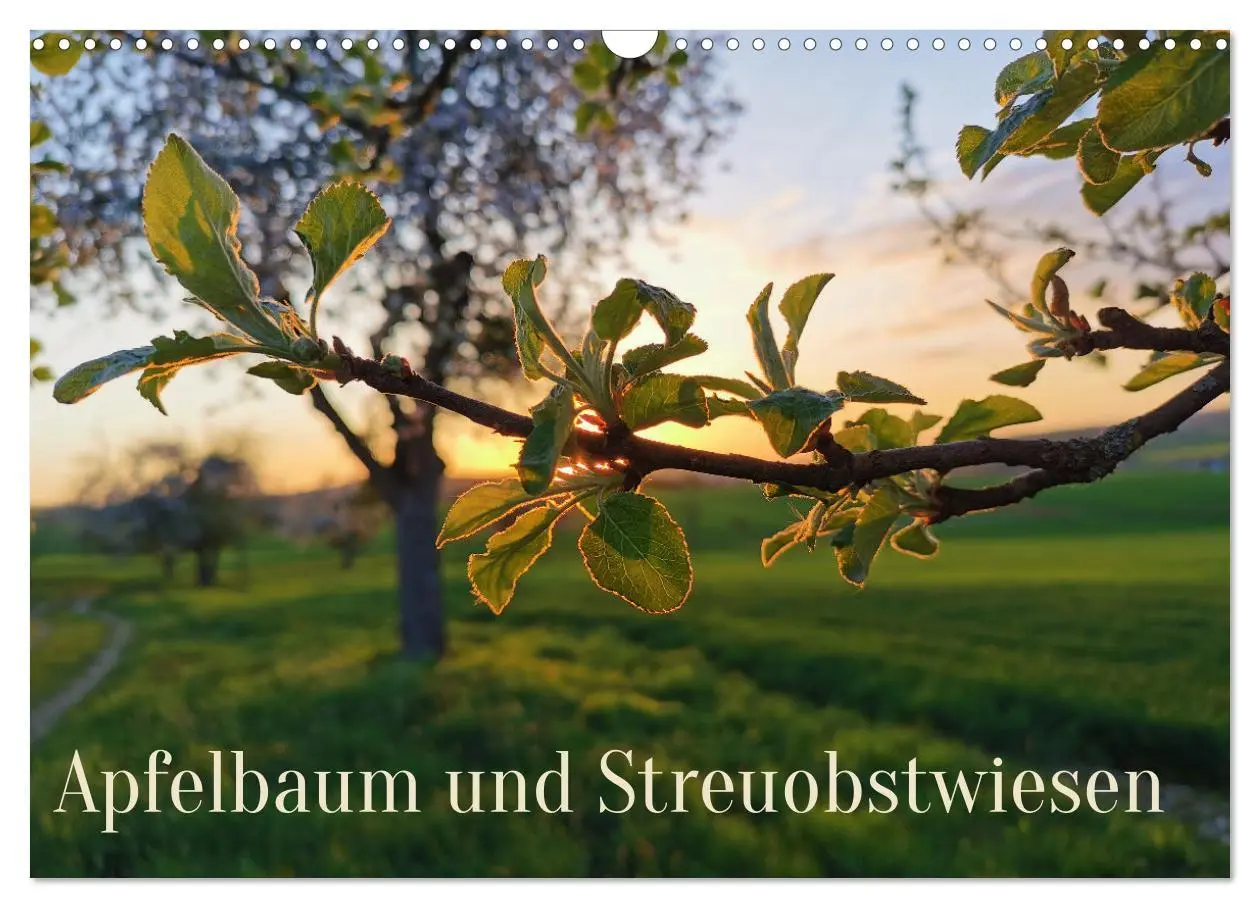 Cover: 9783435062485 | Apfelbaum und Streuobstwiesen (Wandkalender 2025 DIN A3 quer),...