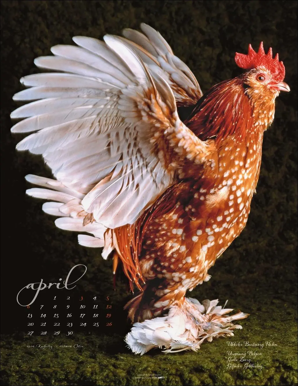 Bild: 9783839902585 | Pretty Chicks Kalender 2026 | Tamara Staples | Kalender | 14 S. | 2026