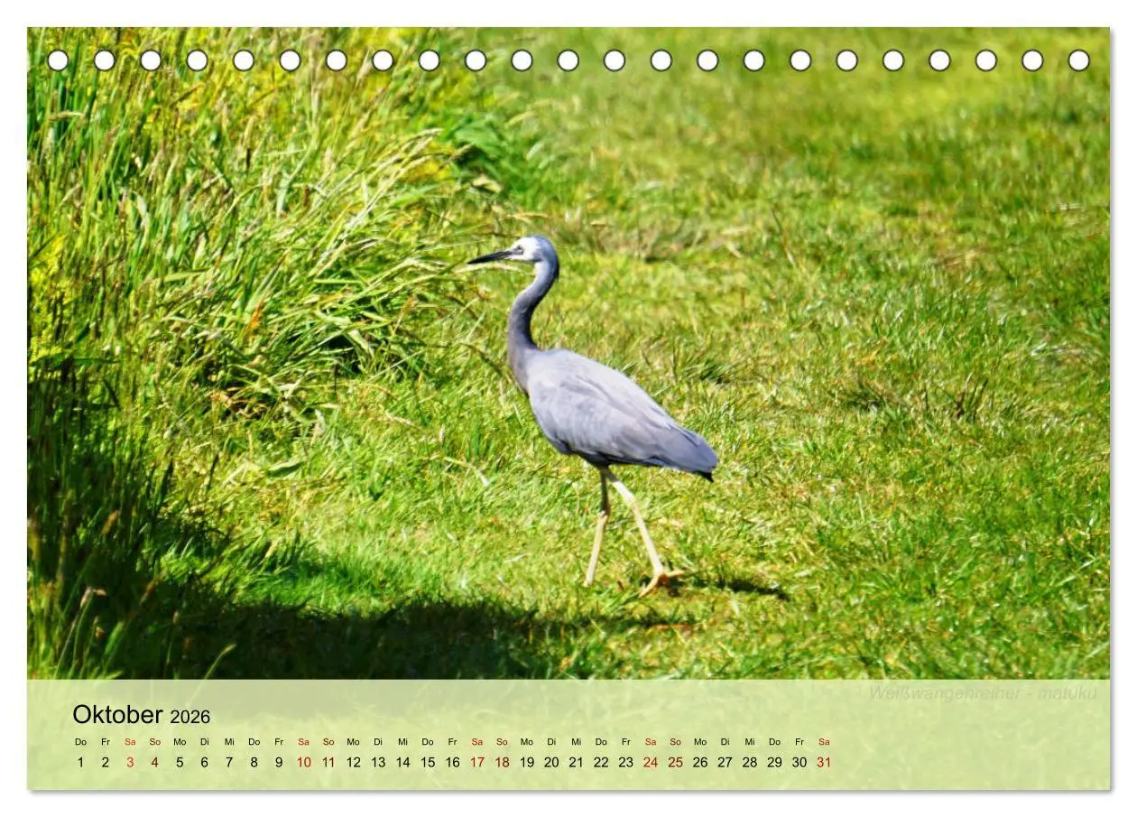 Bild: 9783457682685 | Neuseelands Vogelwelt (Tischkalender 2026 DIN A5 quer), CALVENDO...
