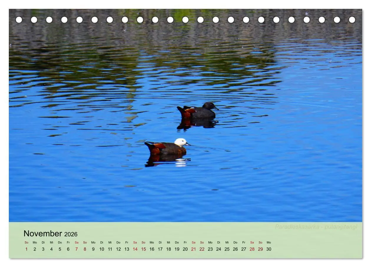 Bild: 9783457682685 | Neuseelands Vogelwelt (Tischkalender 2026 DIN A5 quer), CALVENDO...