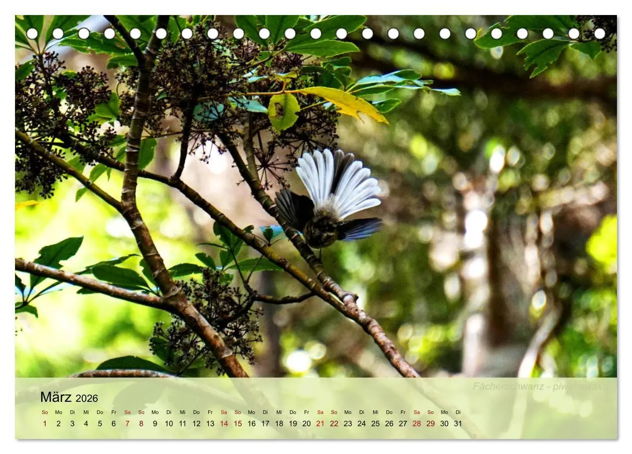 Bild: 9783457682685 | Neuseelands Vogelwelt (Tischkalender 2026 DIN A5 quer), CALVENDO...