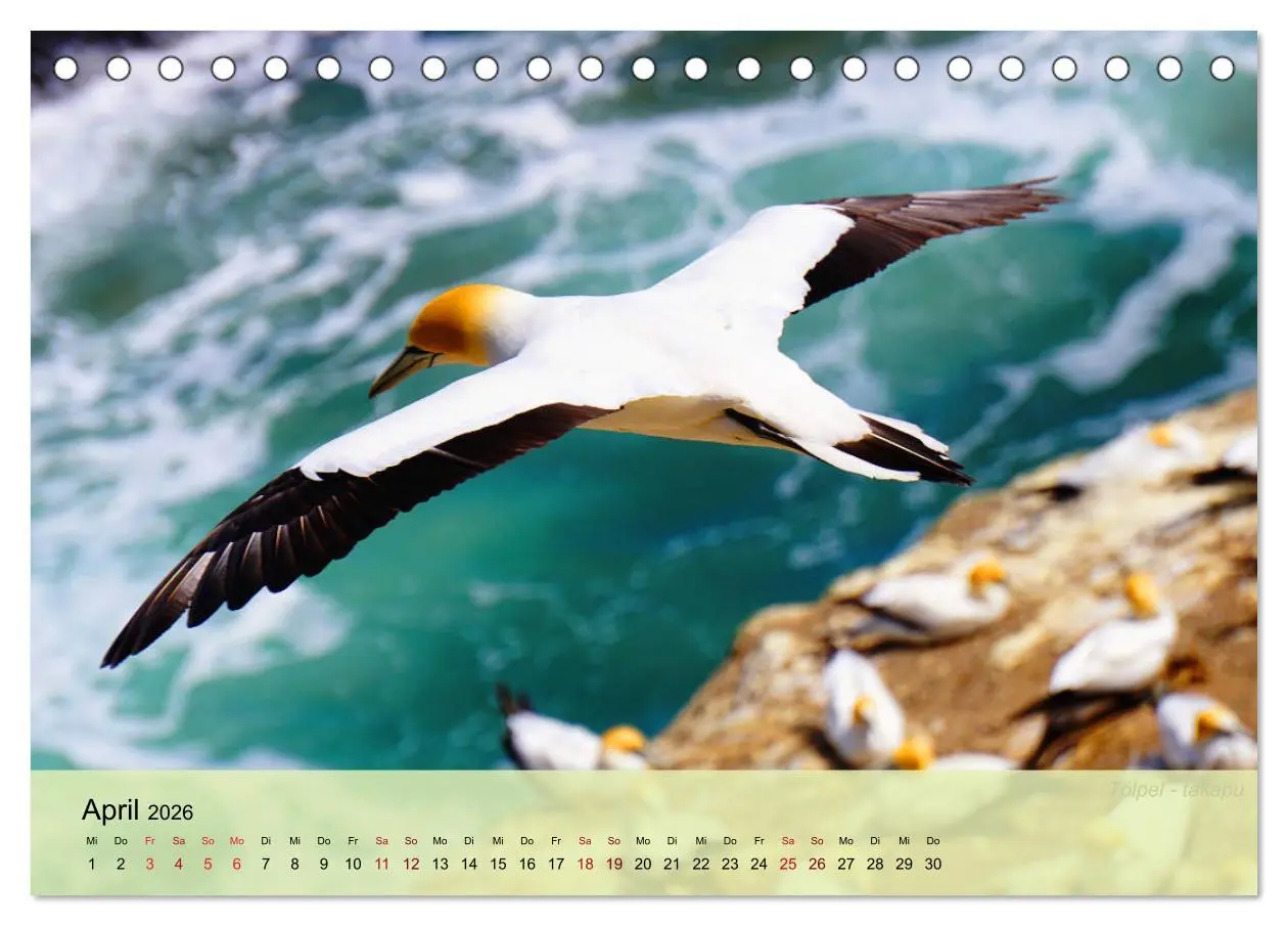 Bild: 9783457682685 | Neuseelands Vogelwelt (Tischkalender 2026 DIN A5 quer), CALVENDO...