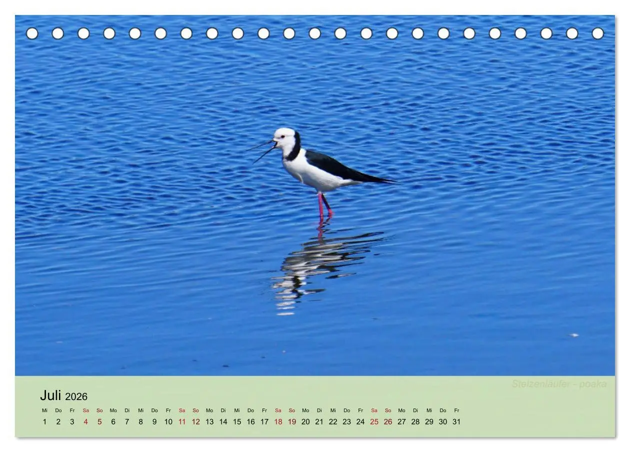 Bild: 9783457682685 | Neuseelands Vogelwelt (Tischkalender 2026 DIN A5 quer), CALVENDO...