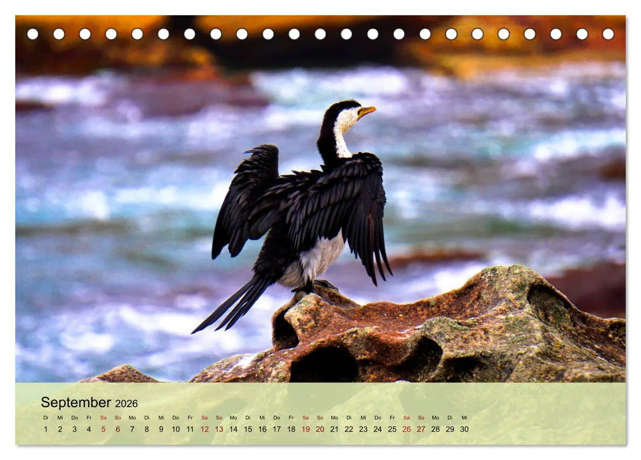 Bild: 9783457682685 | Neuseelands Vogelwelt (Tischkalender 2026 DIN A5 quer), CALVENDO...