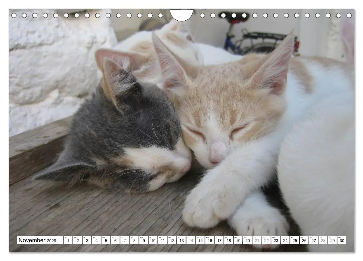 Bild: 9783516152685 | Katzen der Kykladen (Wandkalender 2026 DIN A4 quer), CALVENDO...