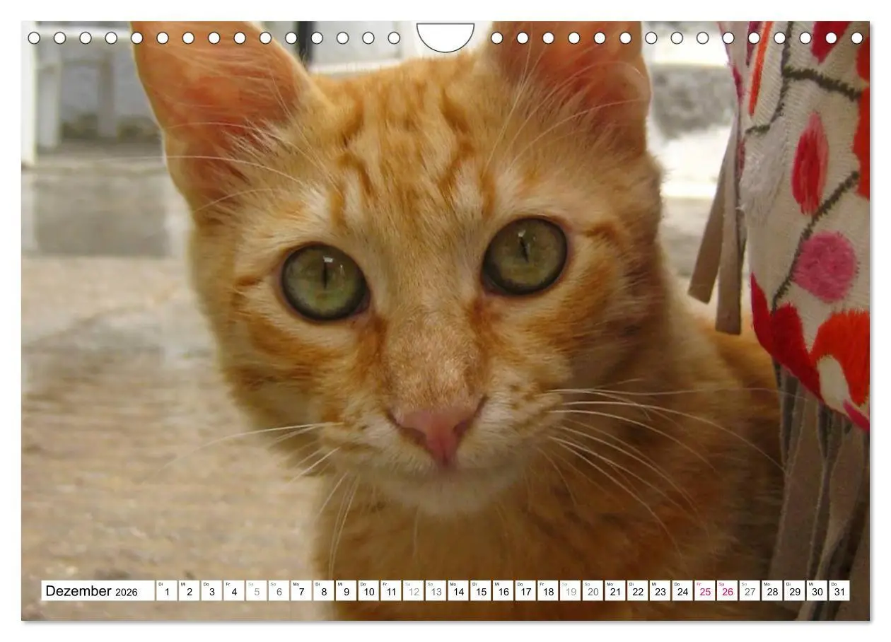Bild: 9783516152685 | Katzen der Kykladen (Wandkalender 2026 DIN A4 quer), CALVENDO...