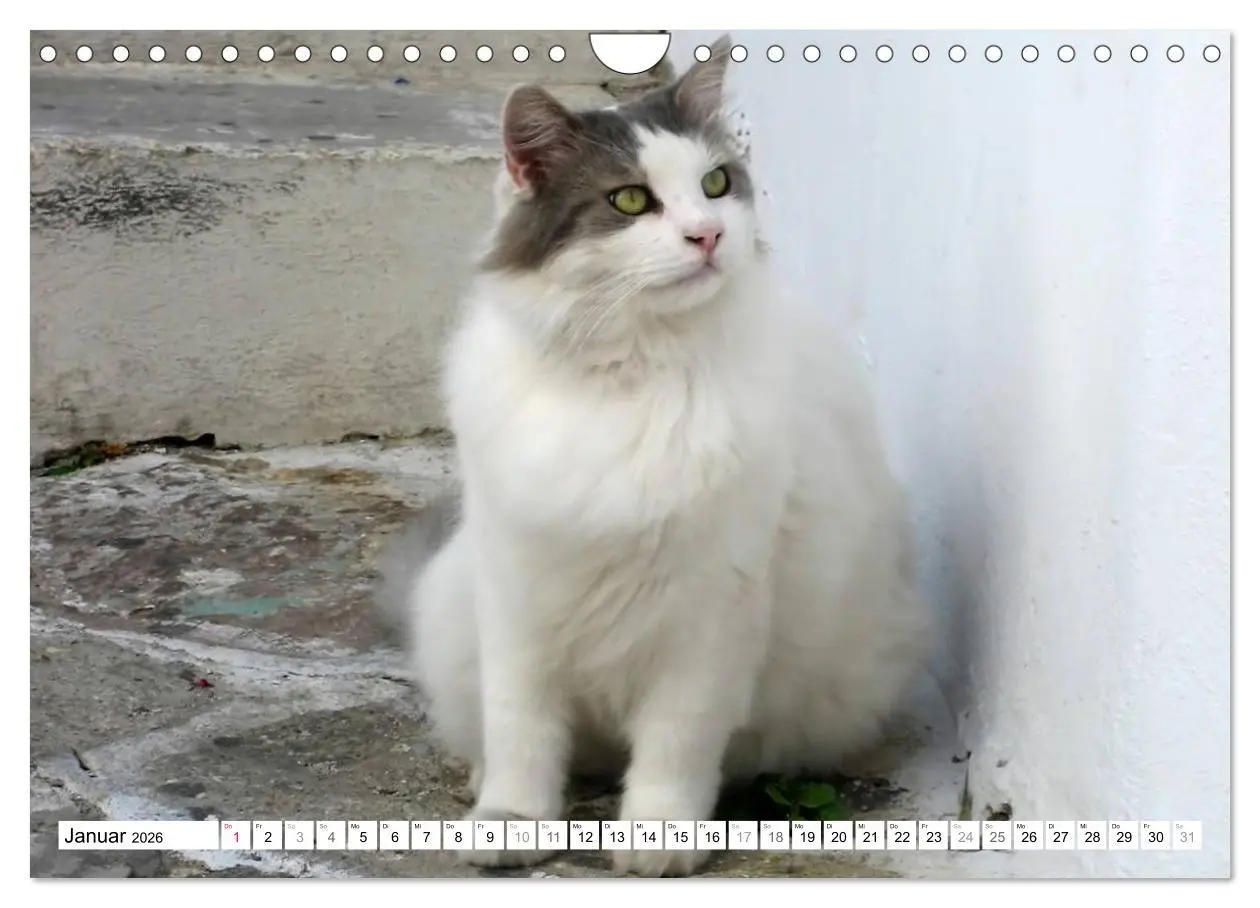 Bild: 9783516152685 | Katzen der Kykladen (Wandkalender 2026 DIN A4 quer), CALVENDO...