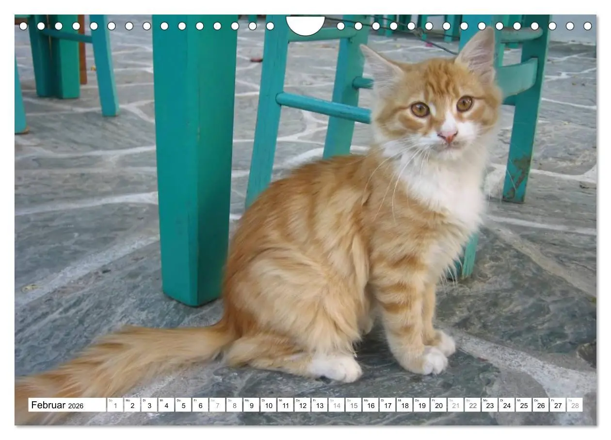 Bild: 9783516152685 | Katzen der Kykladen (Wandkalender 2026 DIN A4 quer), CALVENDO...