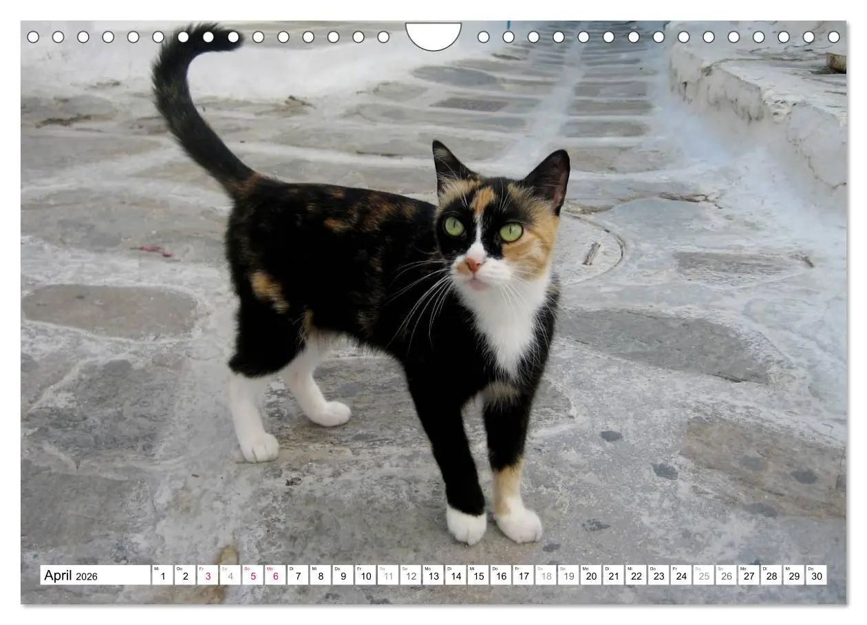 Bild: 9783516152685 | Katzen der Kykladen (Wandkalender 2026 DIN A4 quer), CALVENDO...