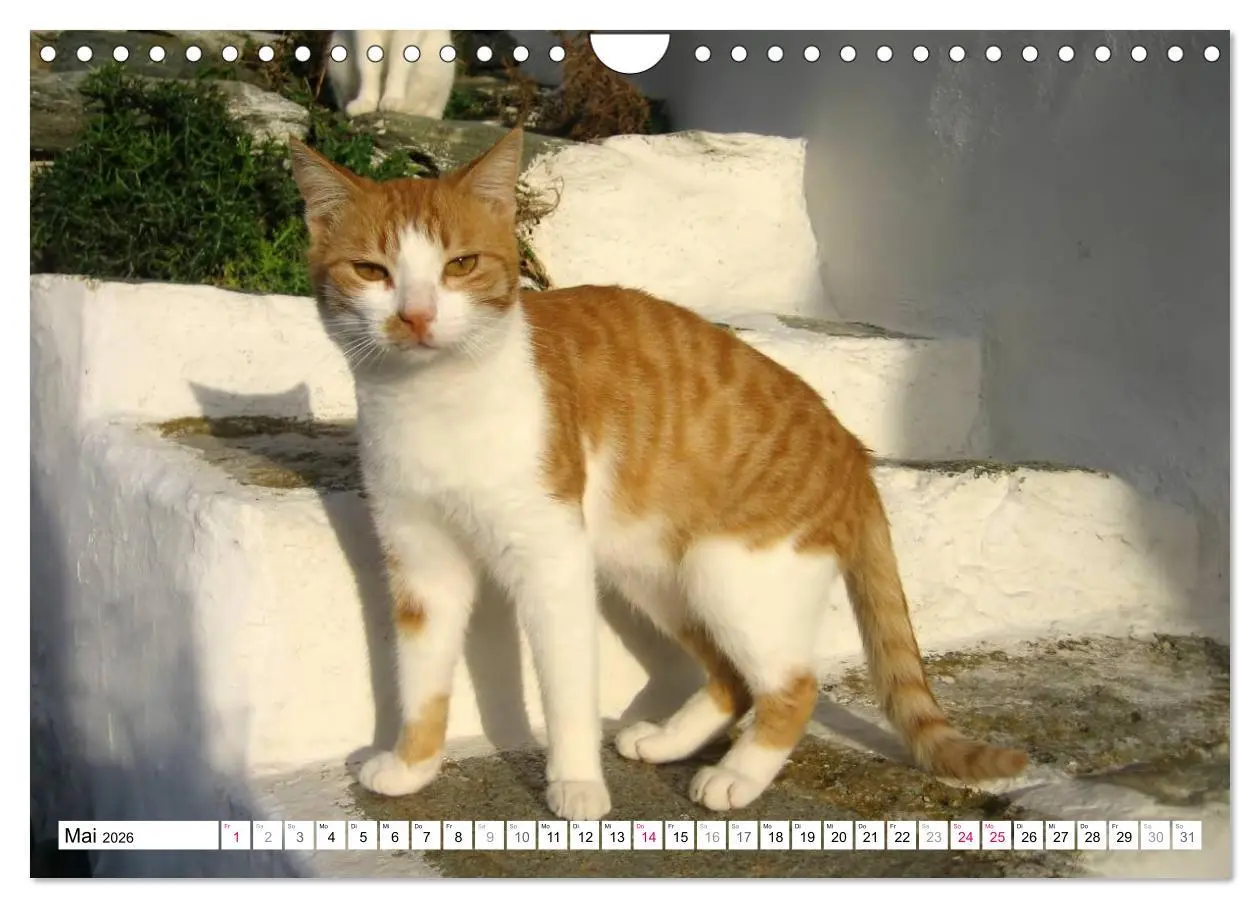 Bild: 9783516152685 | Katzen der Kykladen (Wandkalender 2026 DIN A4 quer), CALVENDO...