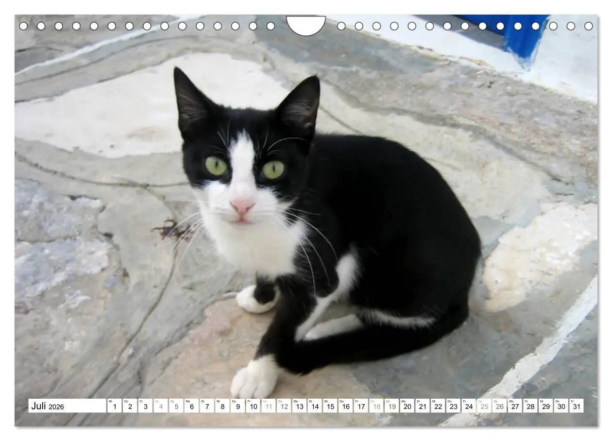 Bild: 9783516152685 | Katzen der Kykladen (Wandkalender 2026 DIN A4 quer), CALVENDO...