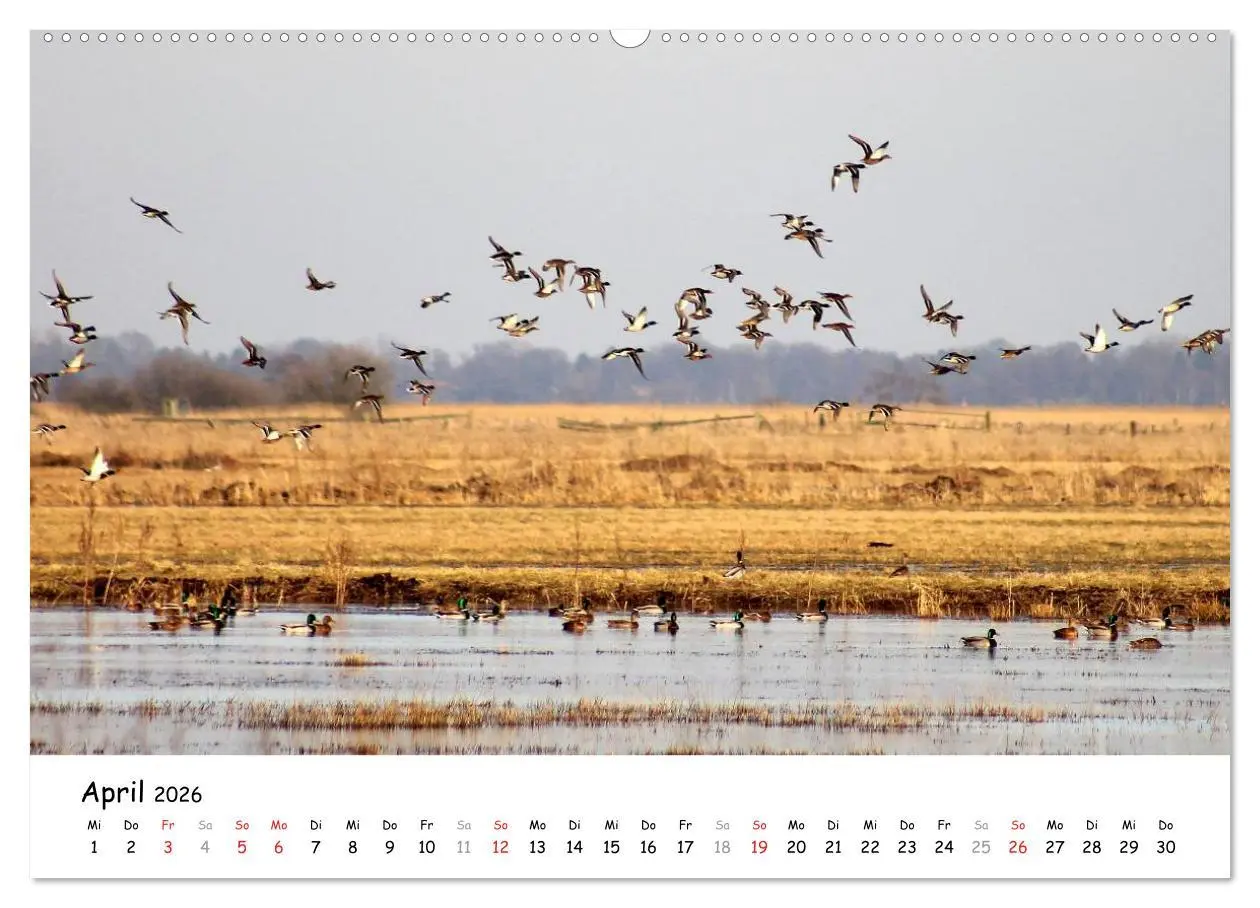 Bild: 9783516072785 | Unterwegs im Teufelsmoor (Wandkalender 2026 DIN A2 quer), CALVENDO...
