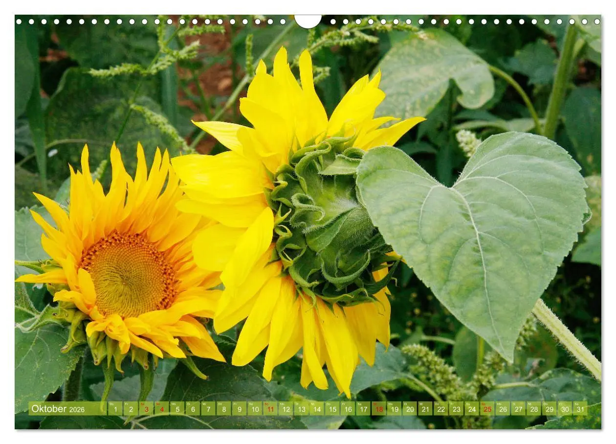 Bild: 9783457802885 | Sonnenblumenwelt (Wandkalender 2026 DIN A3 quer), CALVENDO...