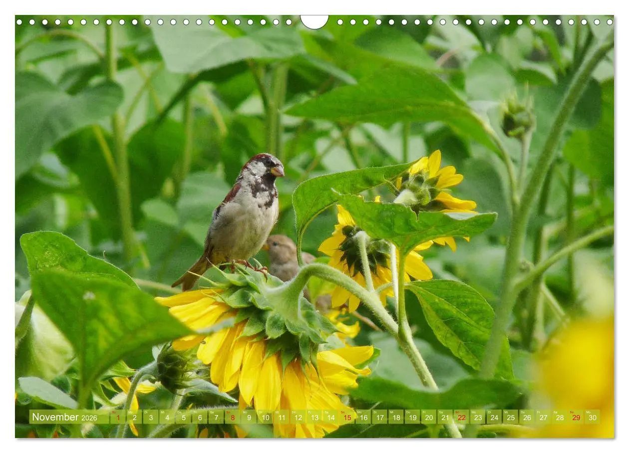 Bild: 9783457802885 | Sonnenblumenwelt (Wandkalender 2026 DIN A3 quer), CALVENDO...