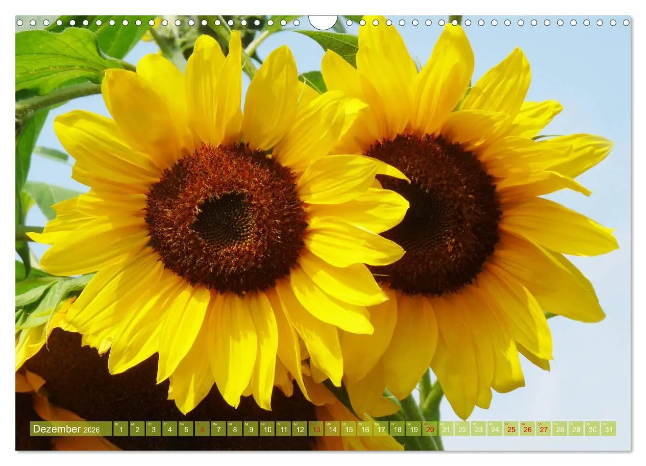 Bild: 9783457802885 | Sonnenblumenwelt (Wandkalender 2026 DIN A3 quer), CALVENDO...