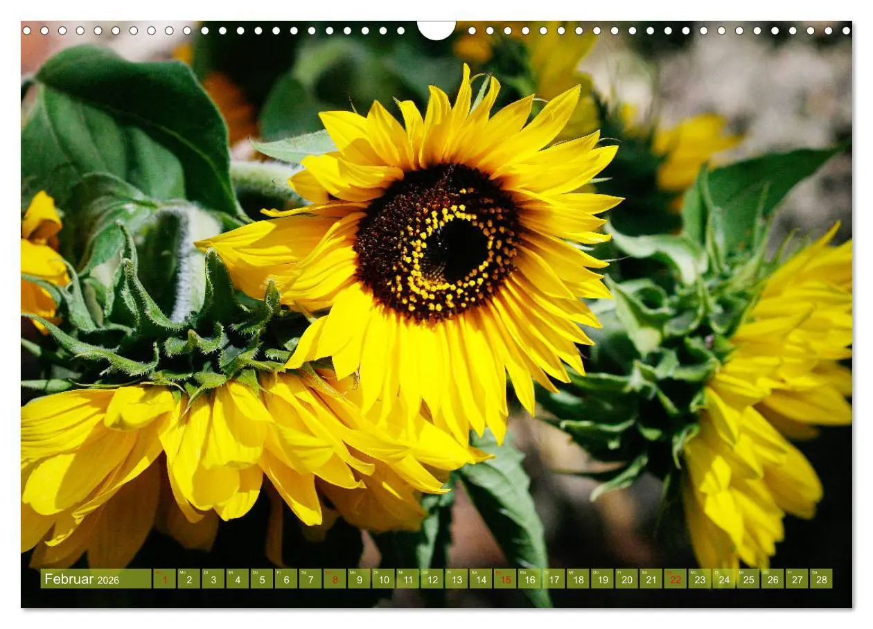 Bild: 9783457802885 | Sonnenblumenwelt (Wandkalender 2026 DIN A3 quer), CALVENDO...