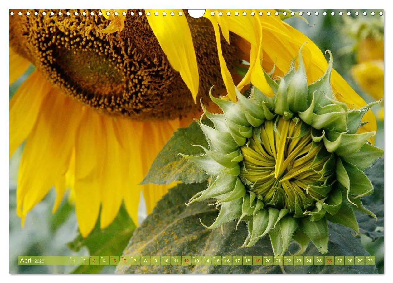 Bild: 9783457802885 | Sonnenblumenwelt (Wandkalender 2026 DIN A3 quer), CALVENDO...