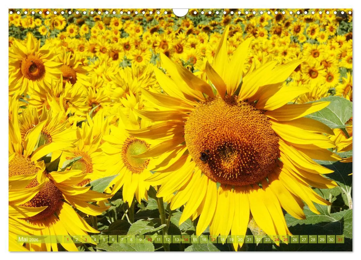 Bild: 9783457802885 | Sonnenblumenwelt (Wandkalender 2026 DIN A3 quer), CALVENDO...