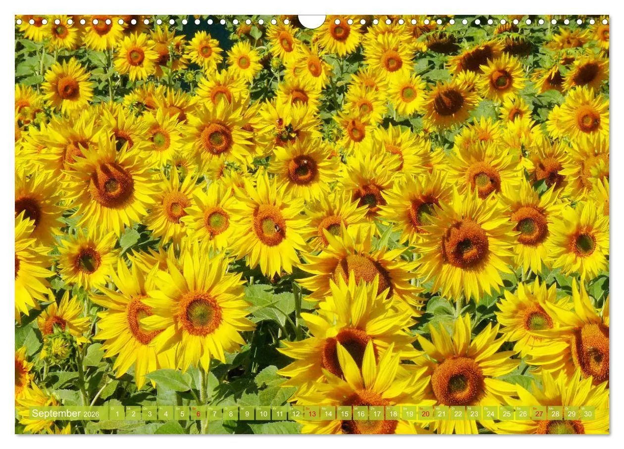 Bild: 9783457802885 | Sonnenblumenwelt (Wandkalender 2026 DIN A3 quer), CALVENDO...