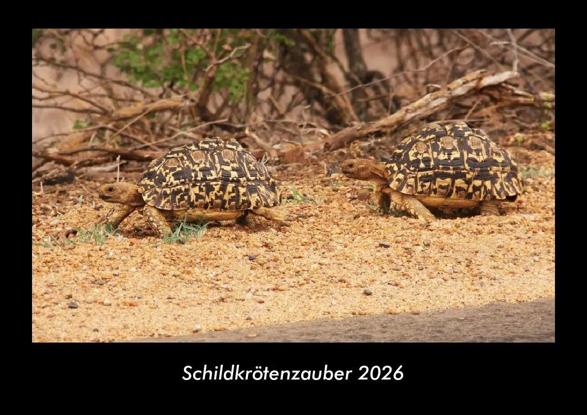 Cover: 9783695402885 | Schildkrötenzauber 2026 Fotokalender DIN A3 | Tobias Becker | Kalender